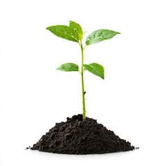Young plant sprouting from soil (1)