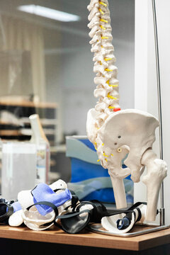 model of spine and pelvis on table in physio clinic