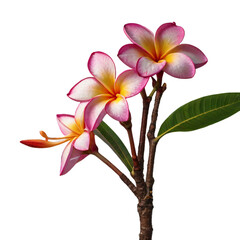 white pink frangipani flower on a transparent background