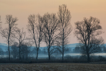 A magical cold morning in the field