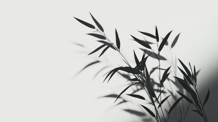 Silhouette of bamboo leaves against a white wall, showcasing shadow play.