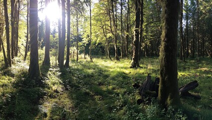 Sunlight streams through dense forest canopy, illuminating mossy forest floor