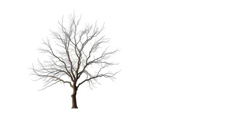 Obraz premium Lone deciduous tree, stark branches against pure white, element, art