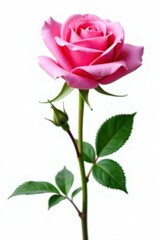 Naklejka premium Single pink rose, perfectly isolated on white, flora, flower