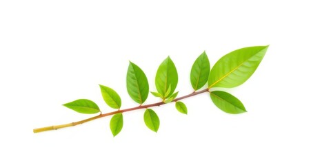 Fototapeta premium Single vibrant green plant, isolated on pure white background, nature, summer