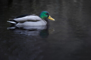 Male mallard duck - Anas platyrhynchos.  Bird in natural environment.  Dark background.  Pond Belgium.