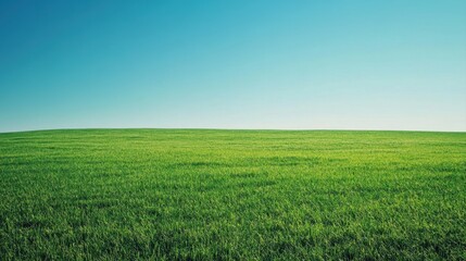 Vibrant Green Grass Field Under Clear Blue Sky with Horizon in Bright Daylight for Nature and Landscape Photography