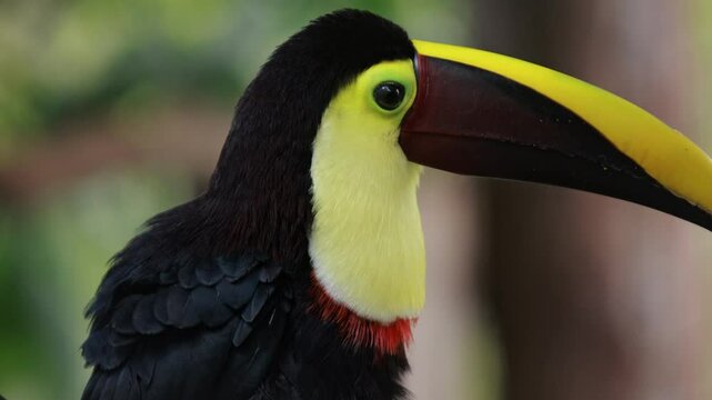  Schwarzschnabeltukans auf einem Ast im Monteverde Regenwald &ndash; Wildlife in Costa Rica