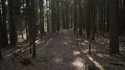 Obraz premium Summer background in the spruce forest
