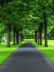 Obraz premium Serene Tree-Lined Pathway - Picturesque path winding through a lush green landscape, lined with majestic trees on a sunny day
