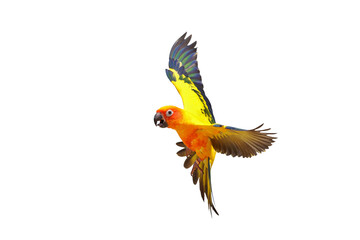 Colorful flying Sun Conure parrot isolated on transparent background png file