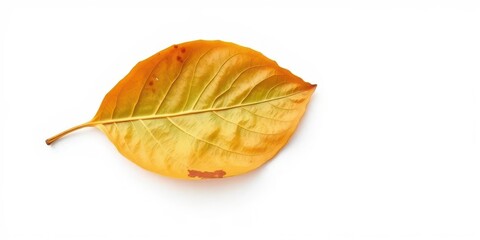 Single, wilted leaf isolated on pure white backdrop, backdrop, autumn