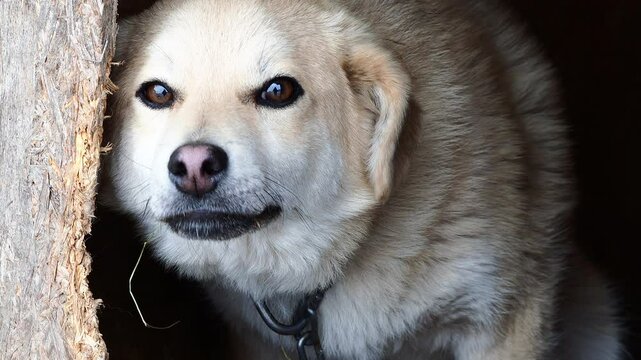 funny mongrel dog in the yard in winter