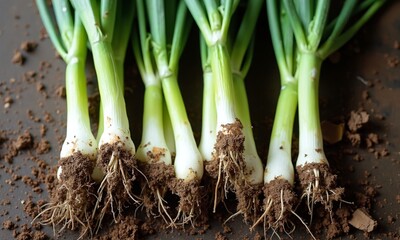 Fresh spring onions with soil still clinging to roots