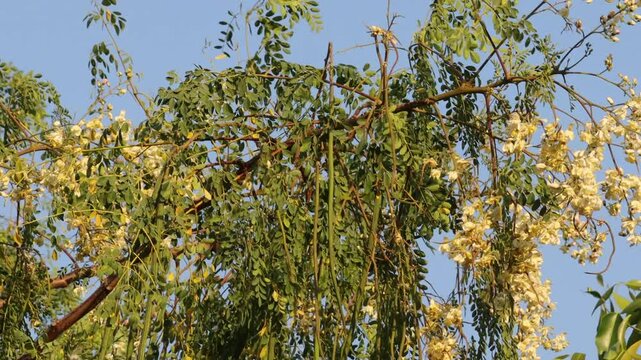 Flower of Moringa tree. Horseradish or Malunggay Drumstick Moringa oleifera. Bigg Moringa Oleifera tree, drumstick tree, miracle tree. Hanging Moringa Oleifera flowers in bloom. Nigerian gele plant