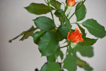 オレンジ色のバラ