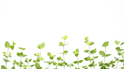 Obraz premium Fresh Greenery Border, Delicate Plant Stems on a Clean White Backdrop