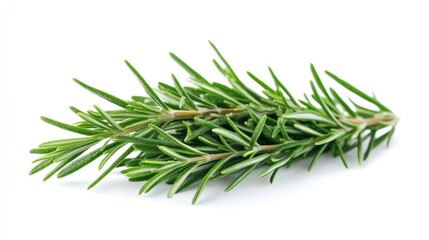 Fototapeta premium Fresh rosemary sprigs against a pristine white backdrop offer culinary potential