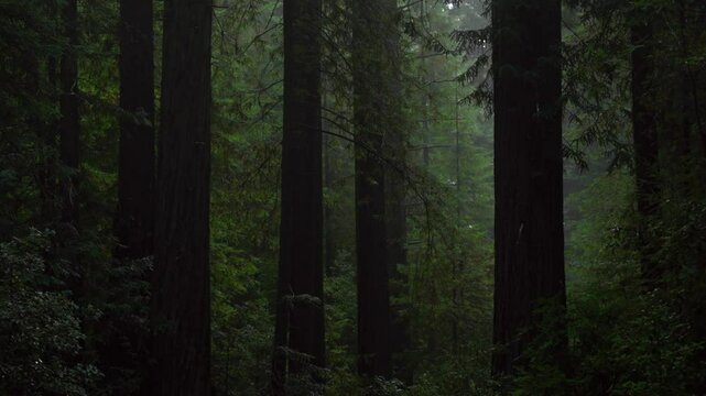 Candelabra Redwood Trees Forest USAL Beach Campground Northern California Sikyone Wilderness Lost Coast Trail Sequoia Eucalyptus tree lush greenery mist fog fresh rain PNW Mendocino County zoom in