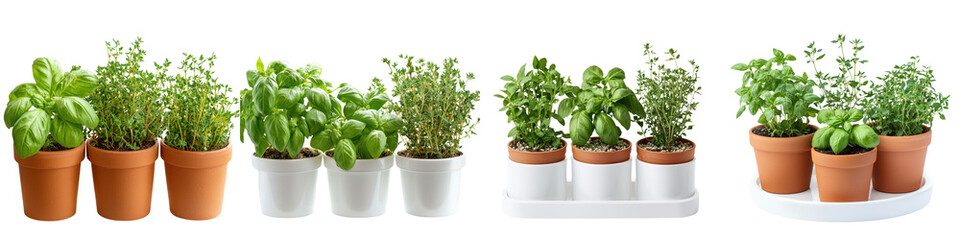 Fototapeta premium Variety of Fresh Potted Aromatic Herbs Including Basil Rosemary Thyme Mint Cilantro and Oregano in Terracotta Pots for Cooking Gardening and Kitchen Decor