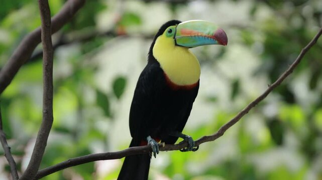 Fischertukan auf einem Ast Nahaufnahme&ndash; Exotischer Vogel im tropischen Regenwald