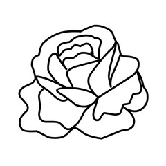 rose flower greenery leaves