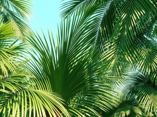 Lush green palm fronds, tropical background, abstract, green, photography