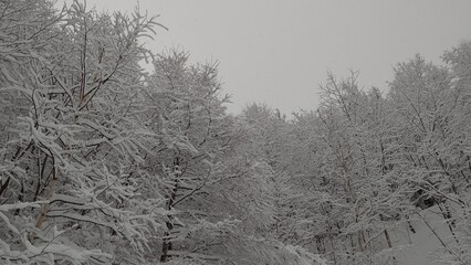 雪化粧した木々