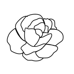 rose flower greenery leaves