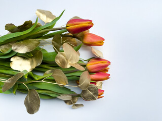 minimalistic spring composition with tulips and golden branches of eucalyptus on white background with space for text. floral background. spring