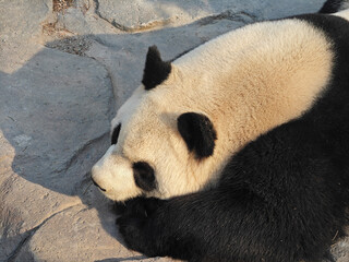giant panda sleep in the sunny afternoon in the zoo