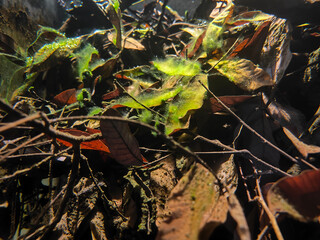 moss and withered leaves under the water under bright light