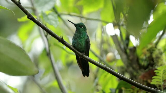 Gr&uuml;nstirn-Brilliantkolibri auf einem Ast im Regenwald von Costa Rica &ndash; Monteverde Wildlife