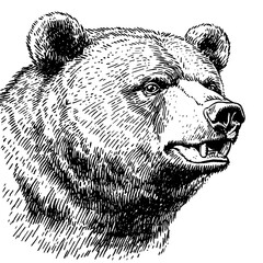 Engraved bear illustration perfect for tattoos and creative packaging designs showcasing wild nature