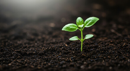 Naklejka premium A young basil seedling sprouts from rich, dark earth, symbolizing growth and new beginnings.