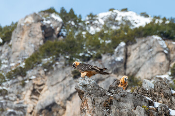 Two bearded vultures perched on a rock