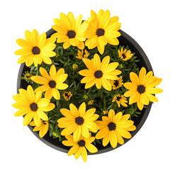 Vibrant Yellow Flowers in a Pot Blooming Brightly Cheerful Garden Delight