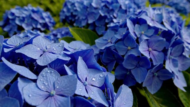 Beautiful blue hydrangeas with water drops bloom in a picturesque valley, creating a stunning natural display