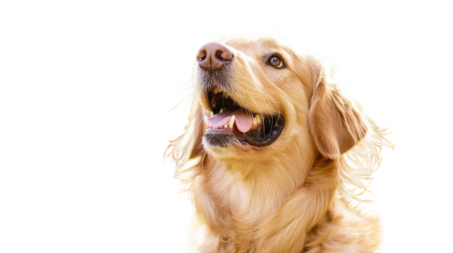 Closeup portrait of a playful and friendly golden retriever dog looking up with an open mouth wet nose and a happy expression on a white studio background  The dog has a fluffy