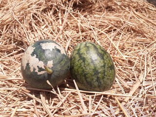 Small watermelons from the farmer's vegetable garden on a haystack background