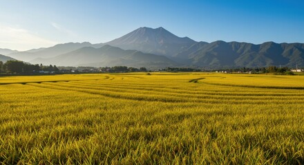 Fototapeta premium Golden rice fields under a clear sky with mountains in the background