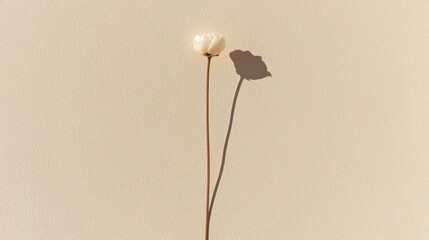 Photograph of a single white flower with a long stem. the flower is in the center of the image and is facing towards the right side of the frame.