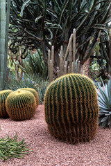 Exploring a vibrant cactus garden in Morocco under clear blue skies