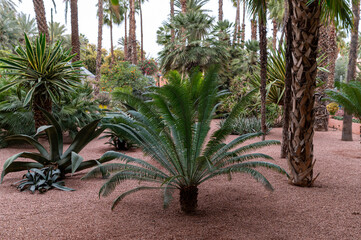 Palm trees and ferns thrive in a tranquil setting, showcasing Morocco's natural beauty.