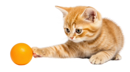 Adorable ginger tabby kitten curiously reaching out with paw to bat and roll an orange toy ball on bright white studio background  Playful young cat exploring and discovering its environment
