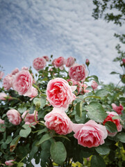 plants, flowers, chinese rose, roses, garden