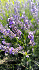 blooming lavender in the field