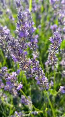 blooming lavender in the field