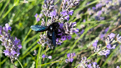 blooming lavender in the field