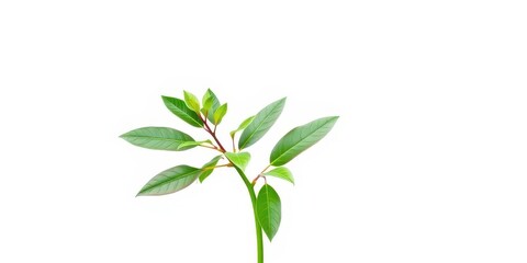 Single vibrant green plant, isolated on pure white backdrop, single plant, green